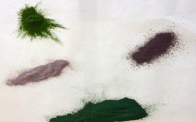 Spirulina cianoalgae