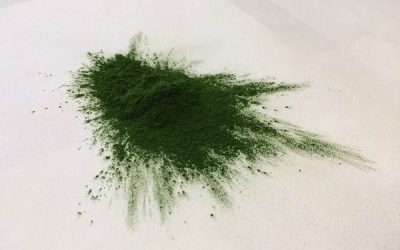 Spirulina cianoalgae 1